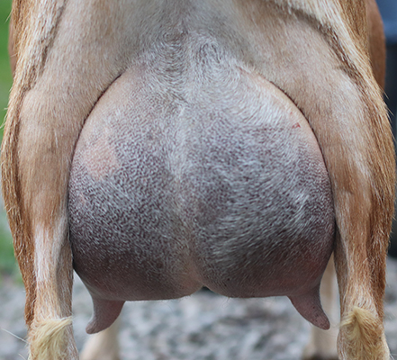 Lesperance Walk the Plank